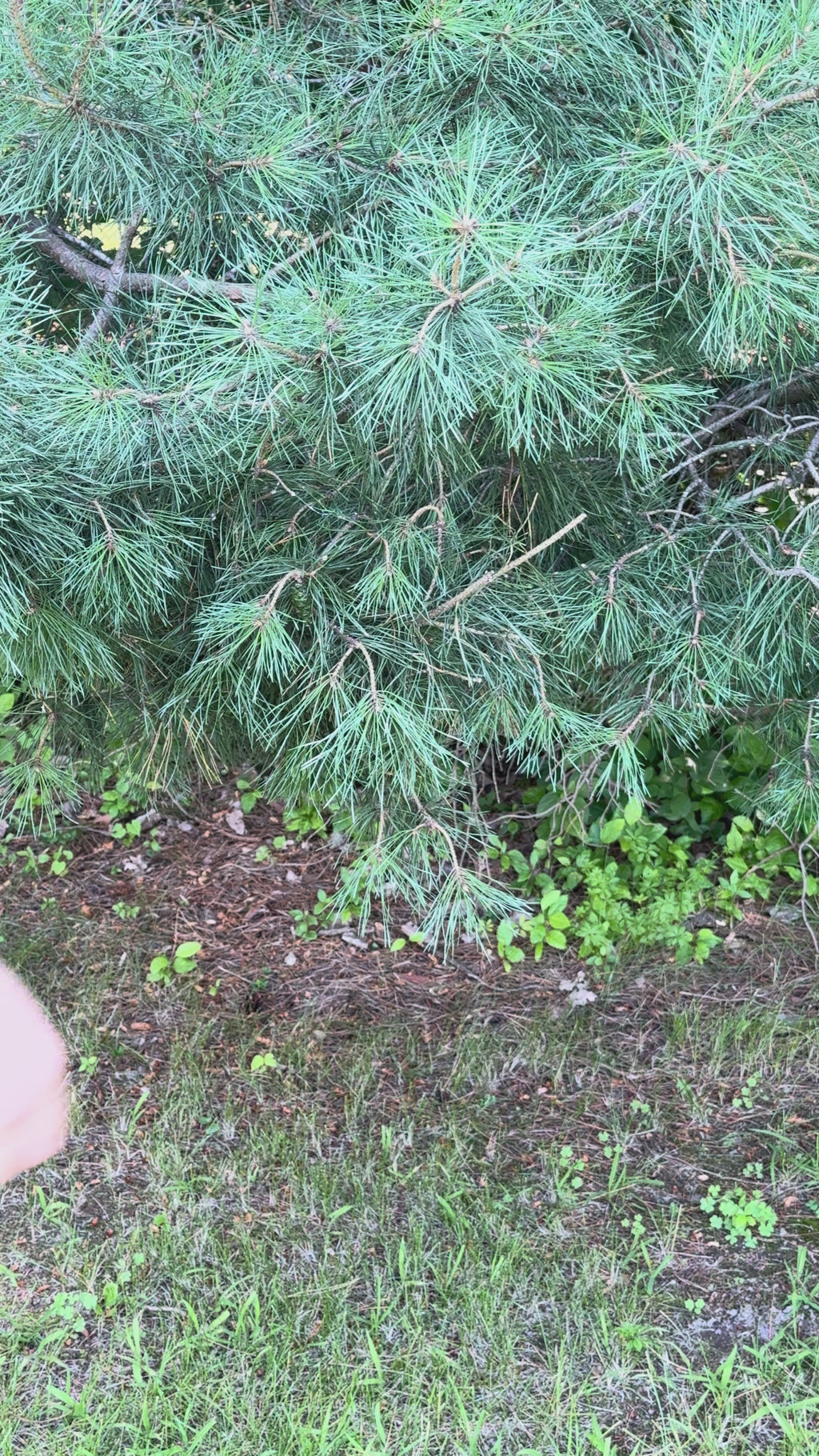 Domestic Light - Orange